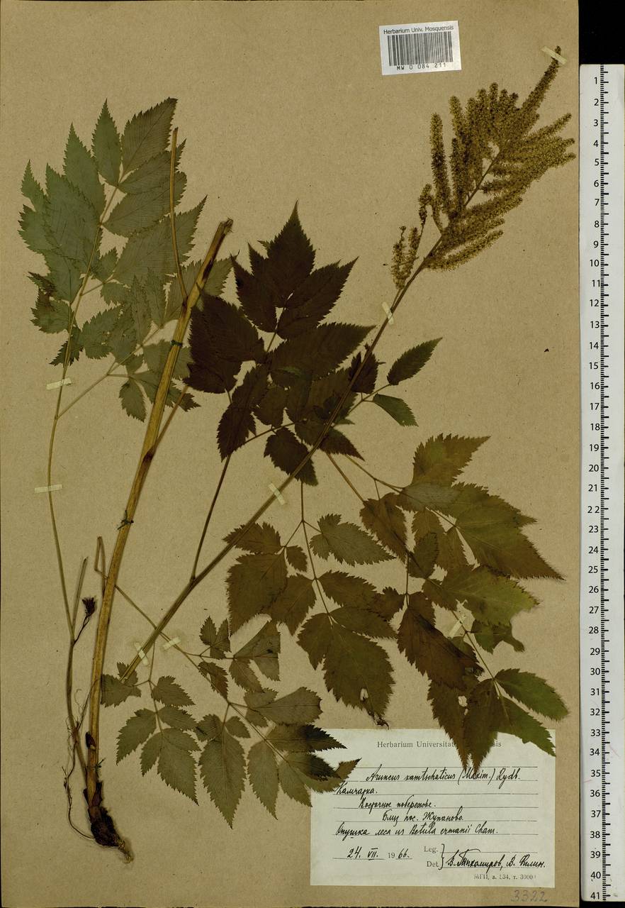 Aruncus dioicus var. kamtschaticus (Maxim.) Hara, Siberia, Chukotka & Kamchatka (S7) (Russia)