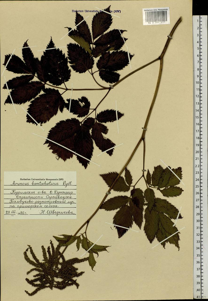 Aruncus dioicus var. kamtschaticus (Maxim.) Hara, Siberia, Russian Far East (S6) (Russia)