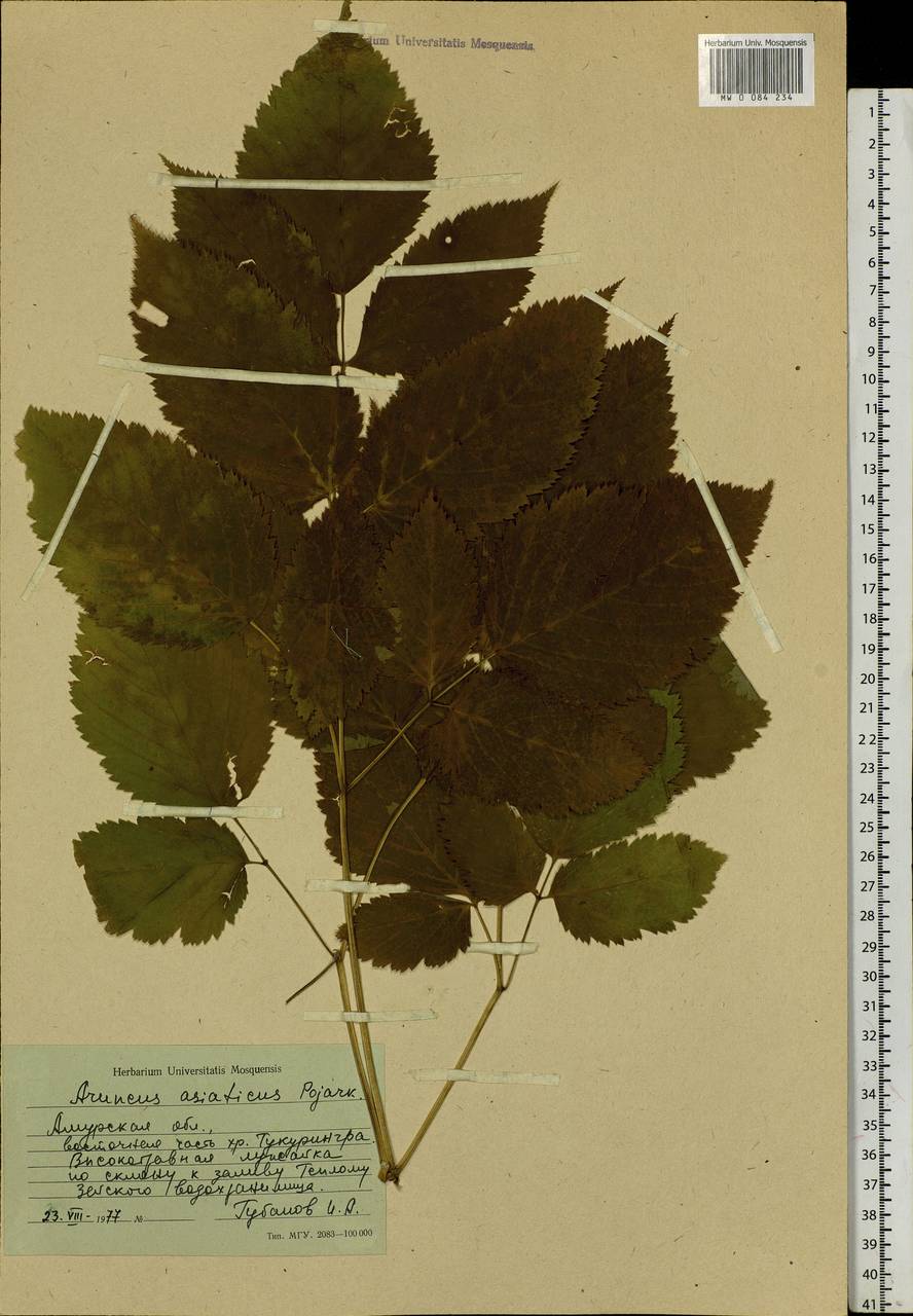 Aruncus sylvester Kostel., Siberia, Russian Far East (S6) (Russia)