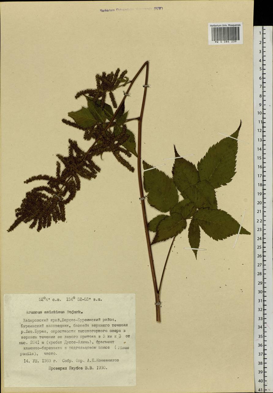 Aruncus sylvester Kostel., Siberia, Russian Far East (S6) (Russia)