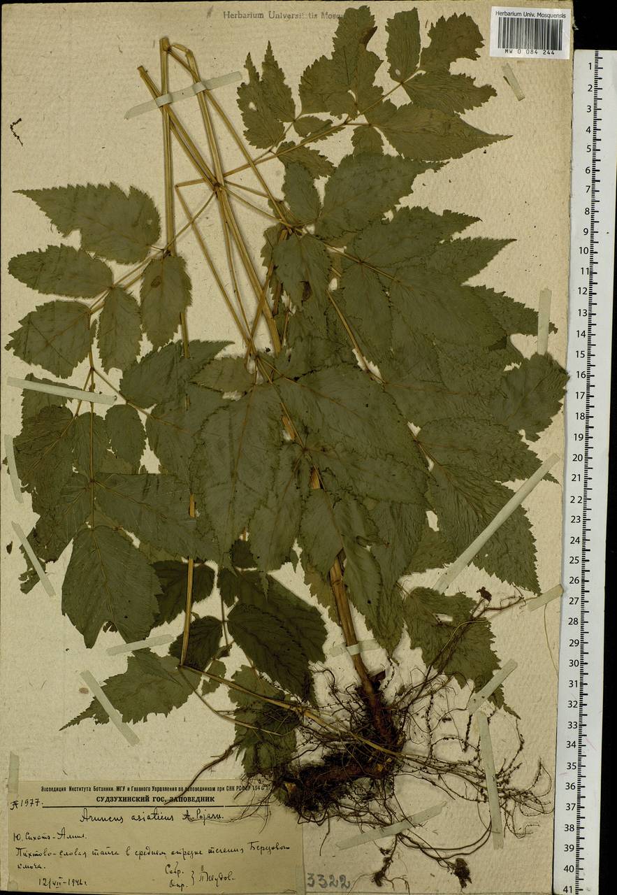 Aruncus sylvester Kostel., Siberia, Russian Far East (S6) (Russia)