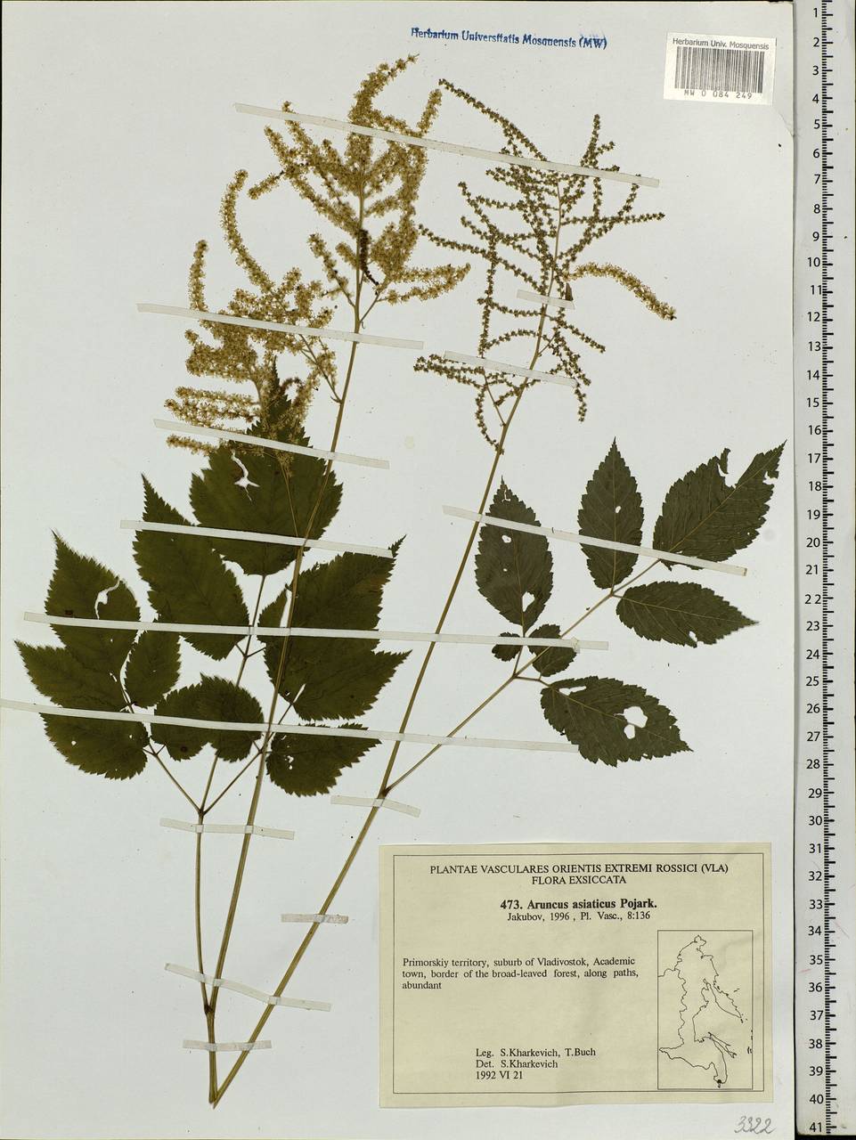 Aruncus sylvester Kostel., Siberia, Russian Far East (S6) (Russia)