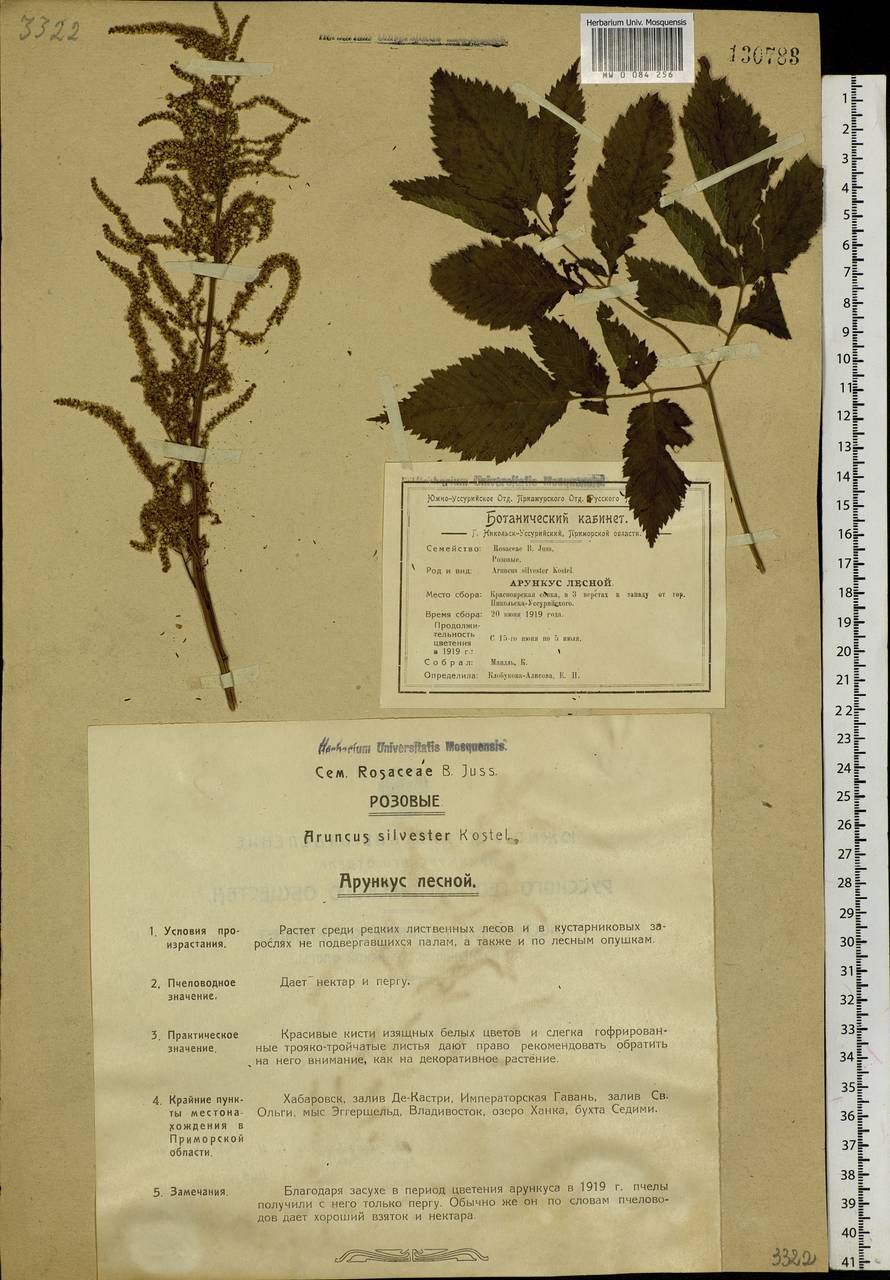 Aruncus sylvester Kostel., Siberia, Russian Far East (S6) (Russia)