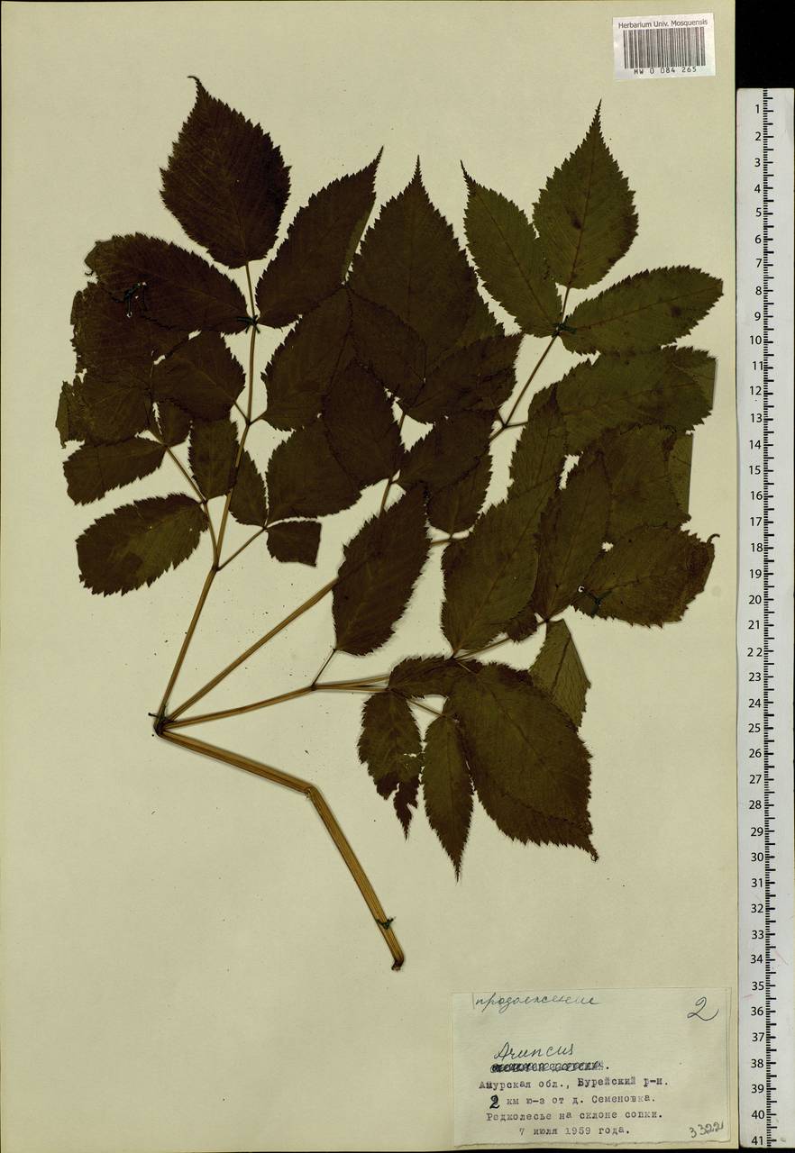 Aruncus sylvester Kostel., Siberia, Russian Far East (S6) (Russia)