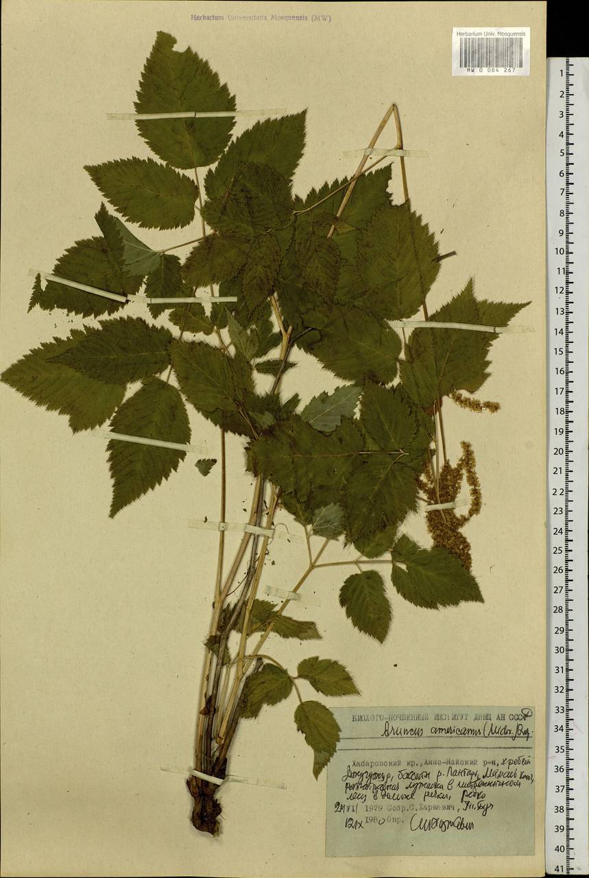 Aruncus sylvester Kostel., Siberia, Russian Far East (S6) (Russia)