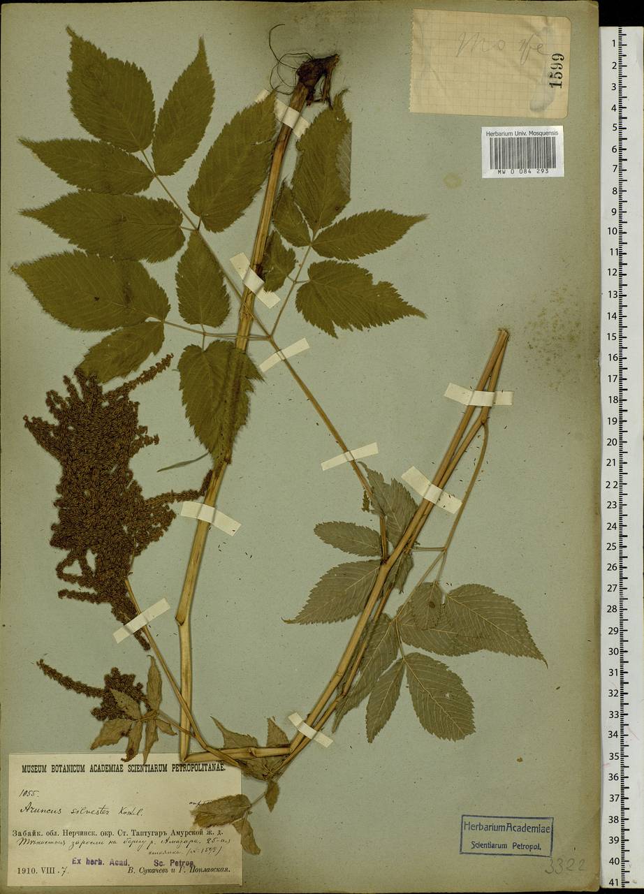 Aruncus sylvester Kostel., Siberia, Baikal & Transbaikal region (S4) (Russia)