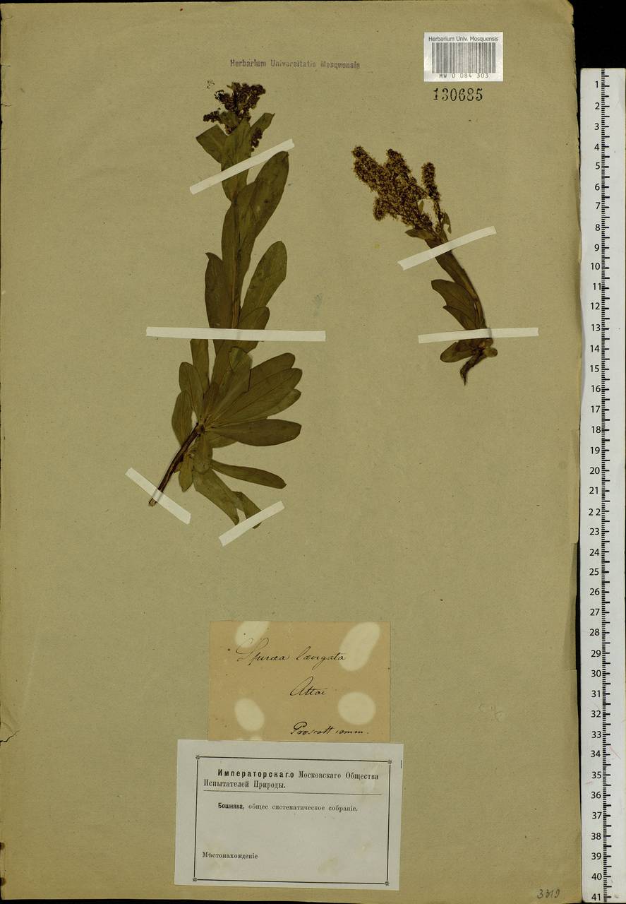 Sibiraea laevigata (L.) Maxim., Siberia, Altai & Sayany Mountains (S2) (Russia)