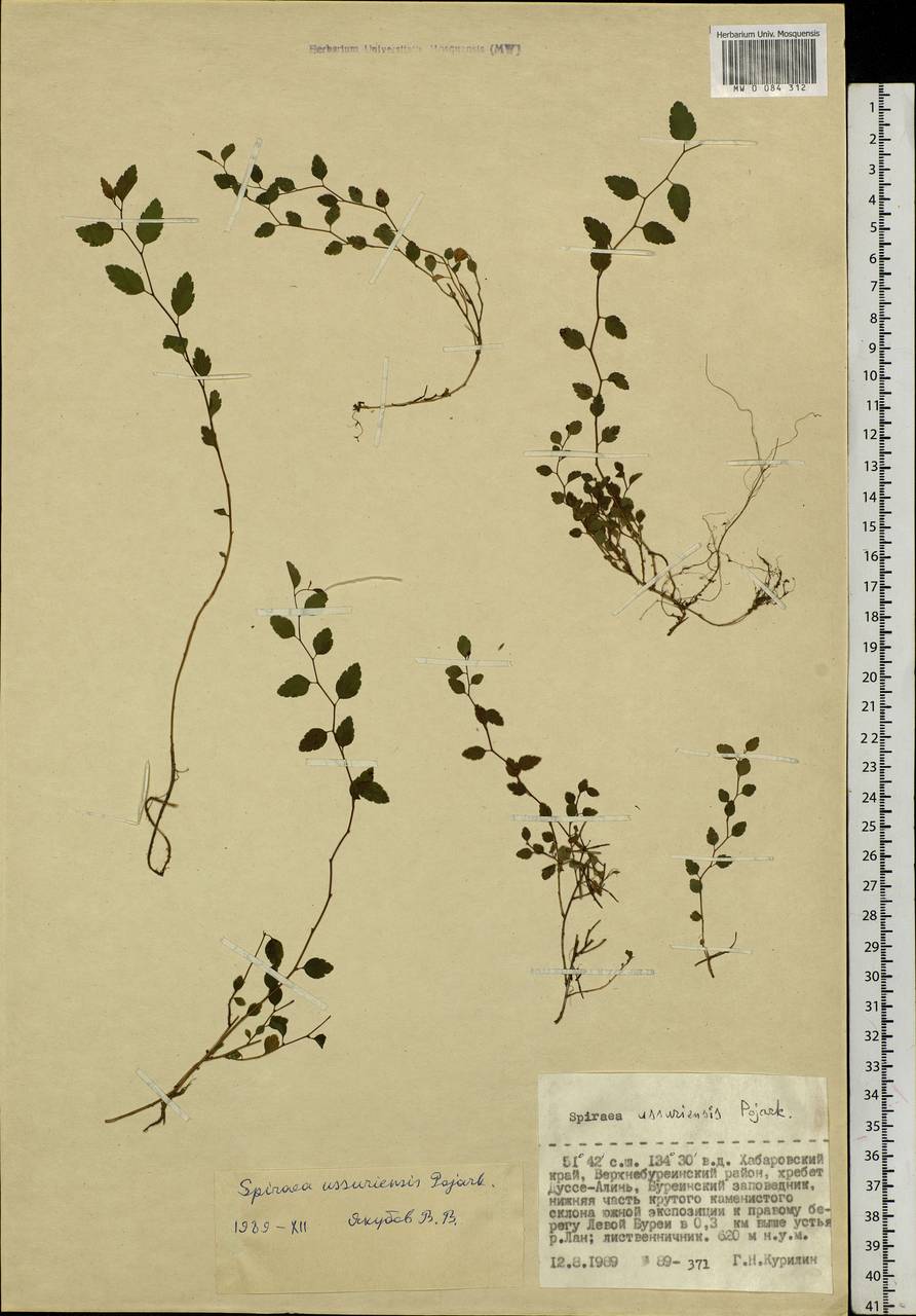 Spiraea chamaedryfolia var. pilosa (Nakai) H. Hara, Siberia, Russian Far East (S6) (Russia)