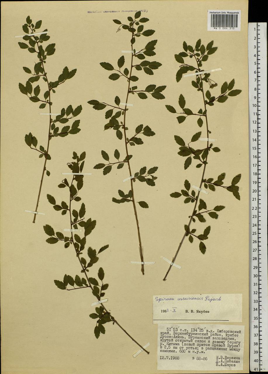 Spiraea chamaedryfolia var. pilosa (Nakai) H. Hara, Siberia, Russian Far East (S6) (Russia)