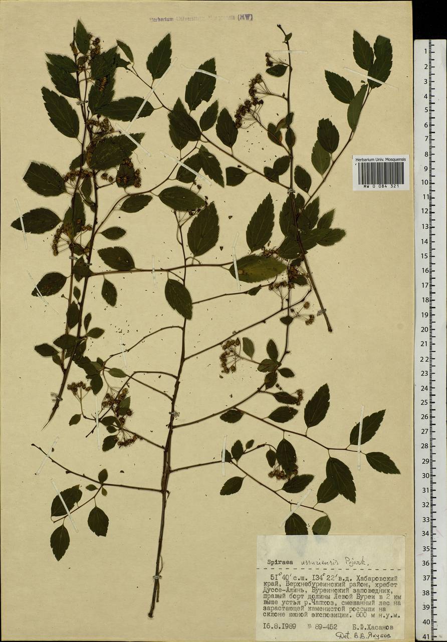 Spiraea chamaedryfolia var. pilosa (Nakai) H. Hara, Siberia, Russian Far East (S6) (Russia)