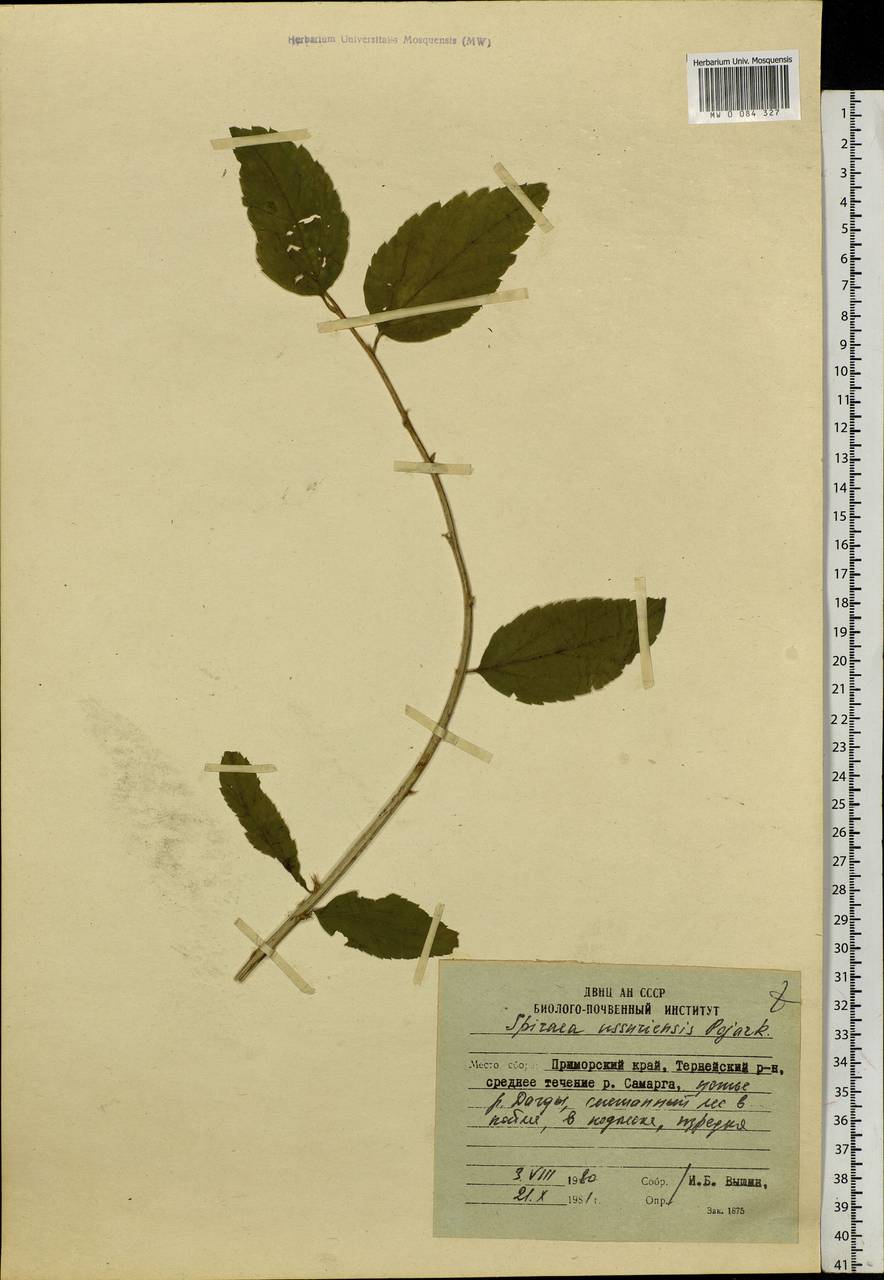 Spiraea chamaedryfolia var. pilosa (Nakai) H. Hara, Siberia, Russian Far East (S6) (Russia)