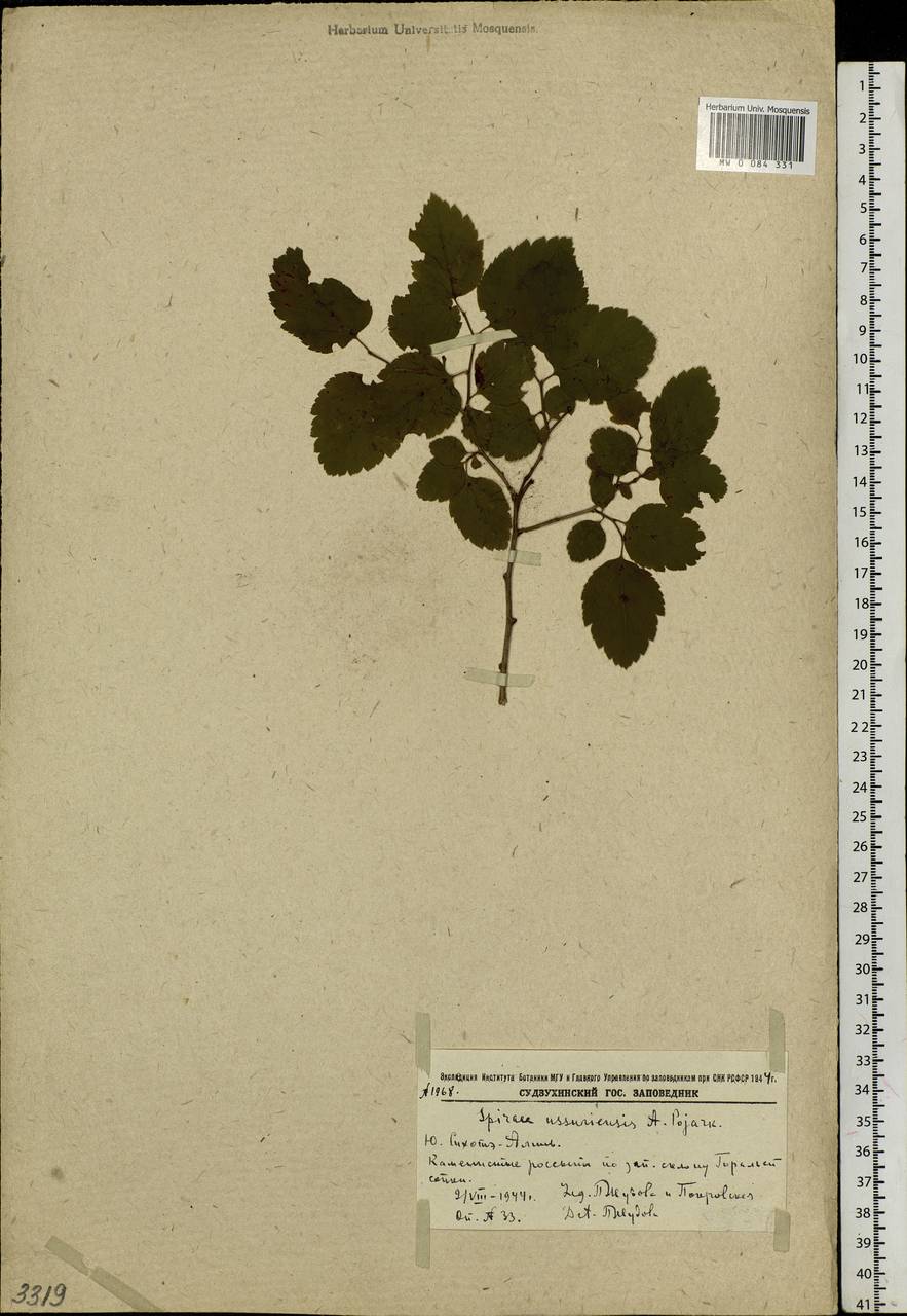 Spiraea chamaedryfolia var. pilosa (Nakai) H. Hara, Siberia, Russian Far East (S6) (Russia)