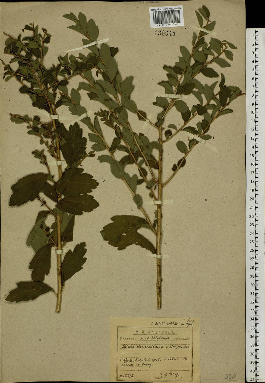 Spiraea chamaedryfolia L., Siberia, Baikal & Transbaikal region (S4) (Russia)