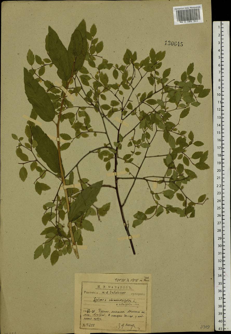 Spiraea chamaedryfolia L., Siberia, Baikal & Transbaikal region (S4) (Russia)