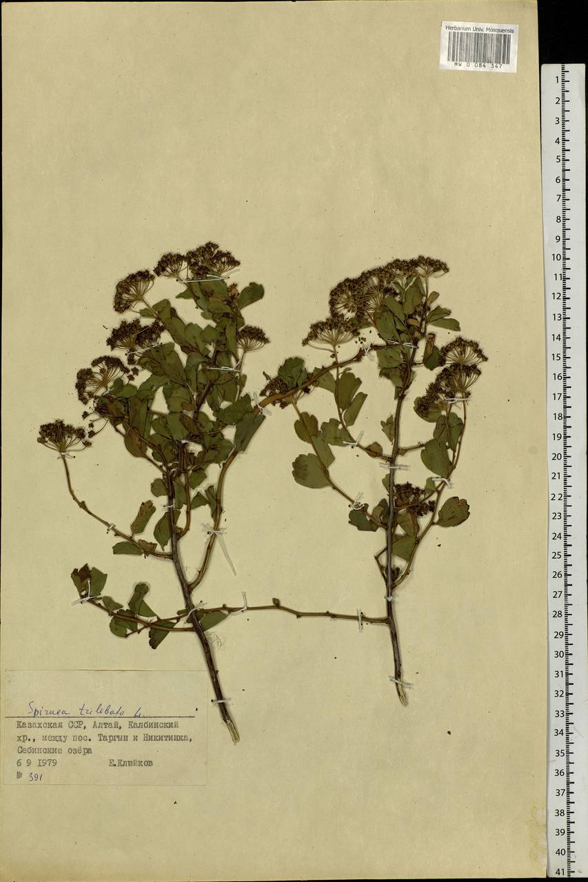 Spiraea trilobata L., Siberia, Western (Kazakhstan) Altai Mountains (S2a) (Kazakhstan)