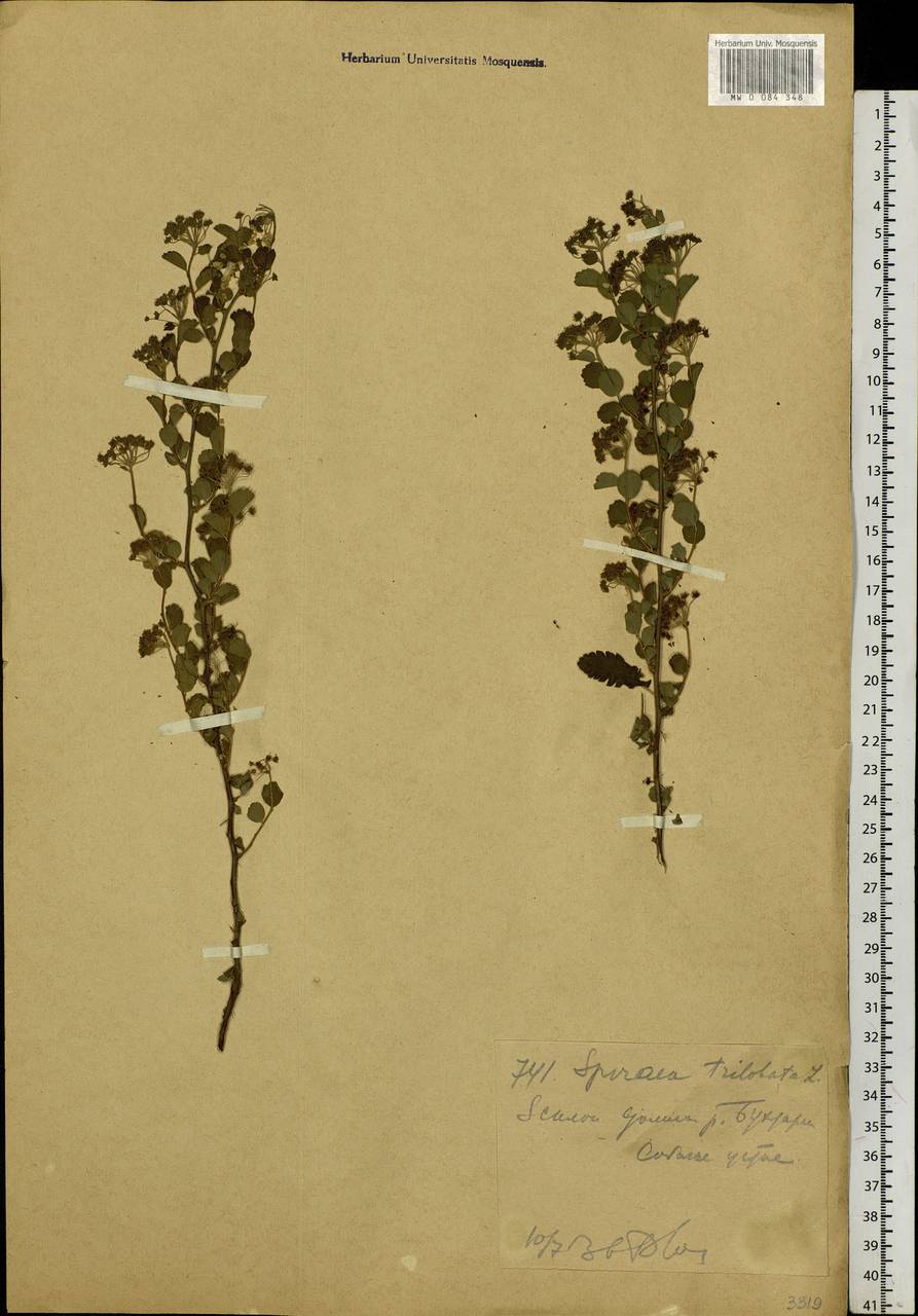 Spiraea trilobata L., Siberia, Western (Kazakhstan) Altai Mountains (S2a) (Kazakhstan)