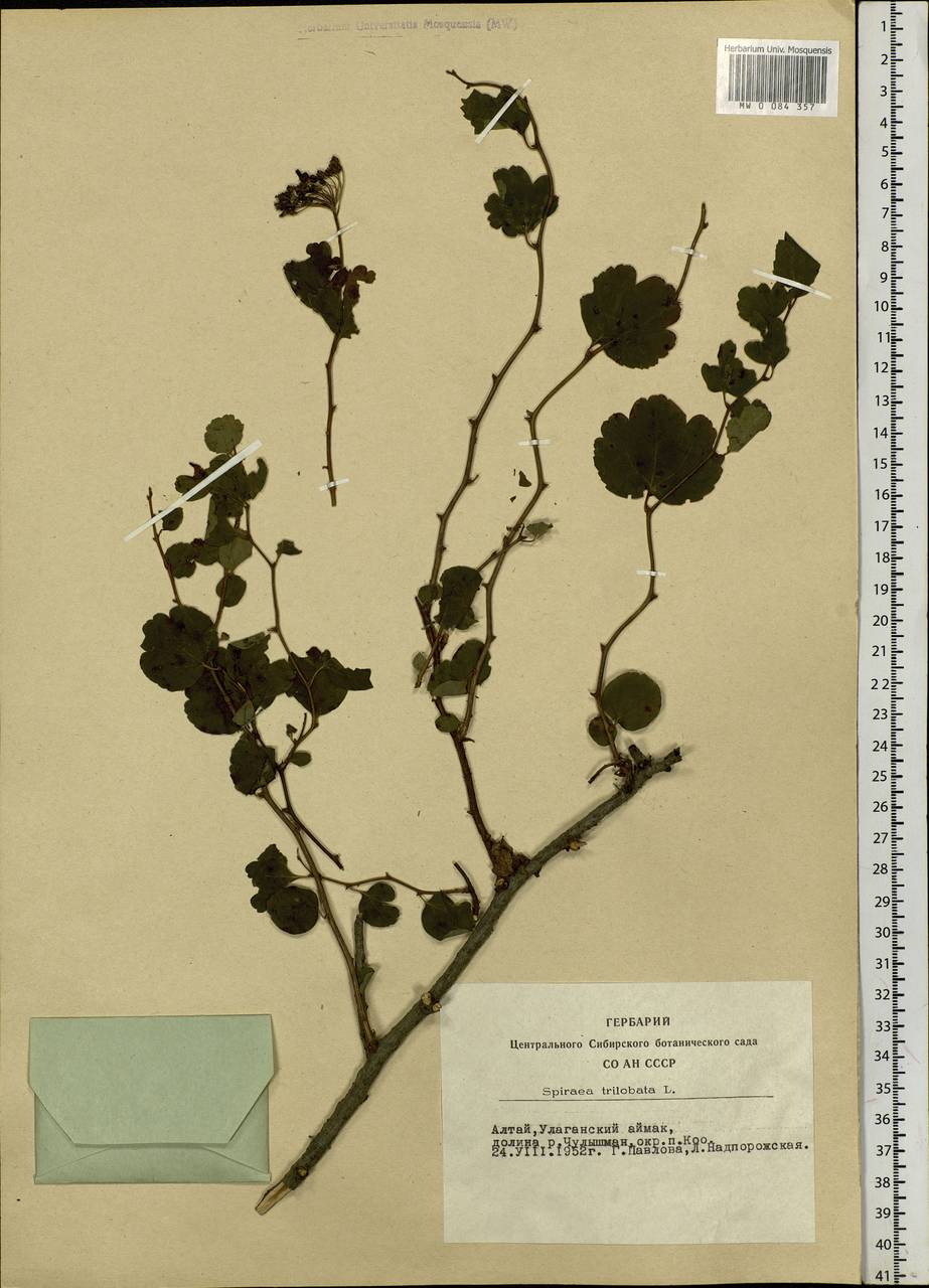 Spiraea trilobata L., Siberia, Altai & Sayany Mountains (S2) (Russia)