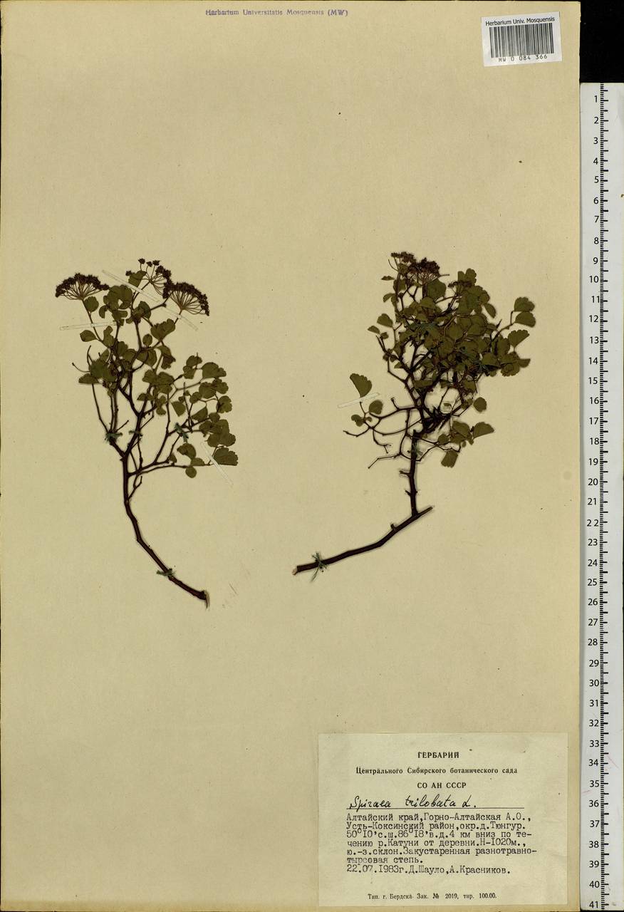 Spiraea trilobata L., Siberia, Altai & Sayany Mountains (S2) (Russia)