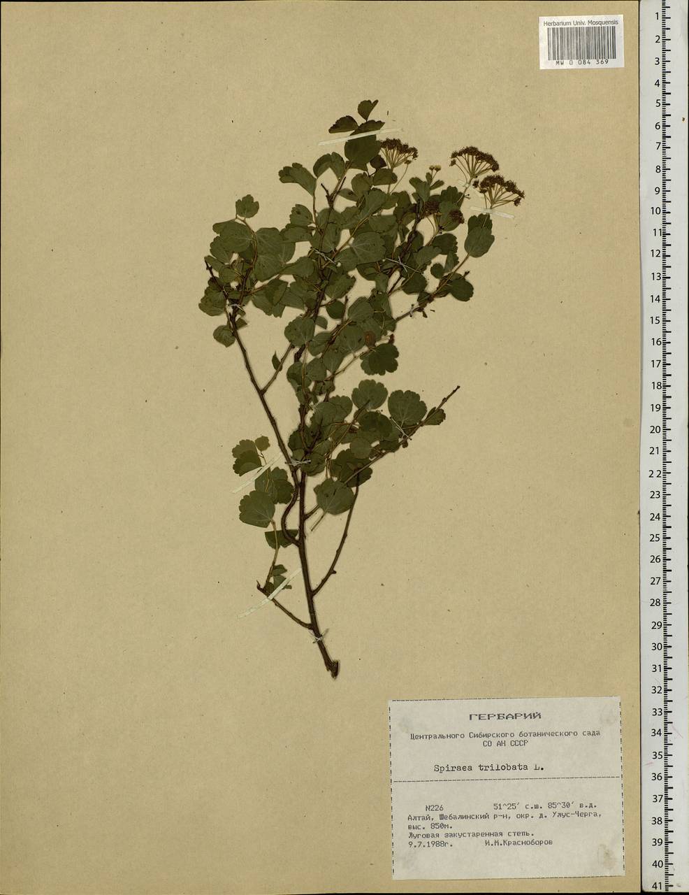 Spiraea trilobata L., Siberia, Altai & Sayany Mountains (S2) (Russia)