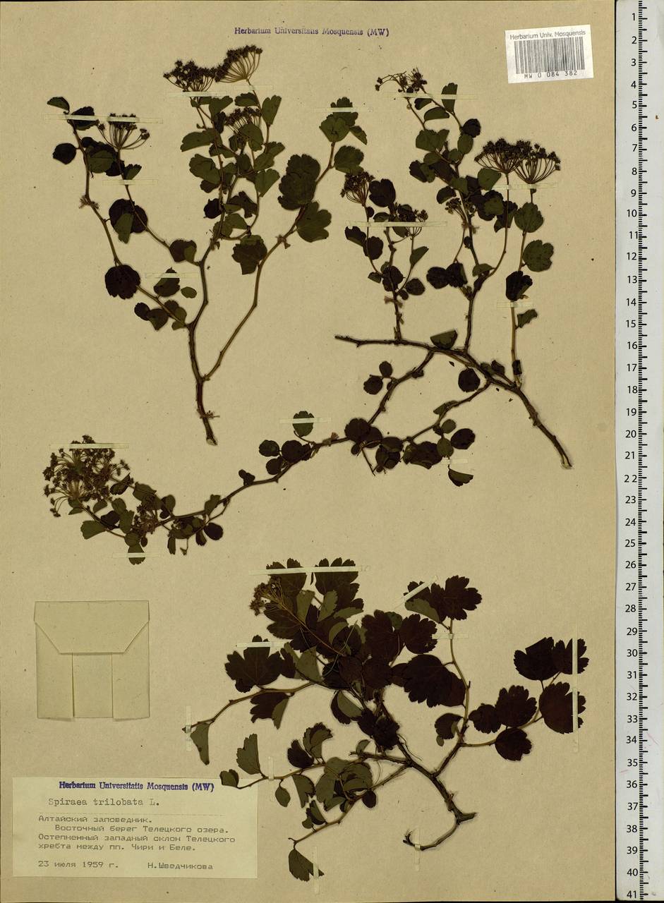 Spiraea trilobata L., Siberia, Altai & Sayany Mountains (S2) (Russia)