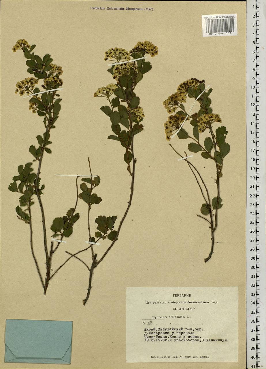 Spiraea trilobata L., Siberia, Altai & Sayany Mountains (S2) (Russia)