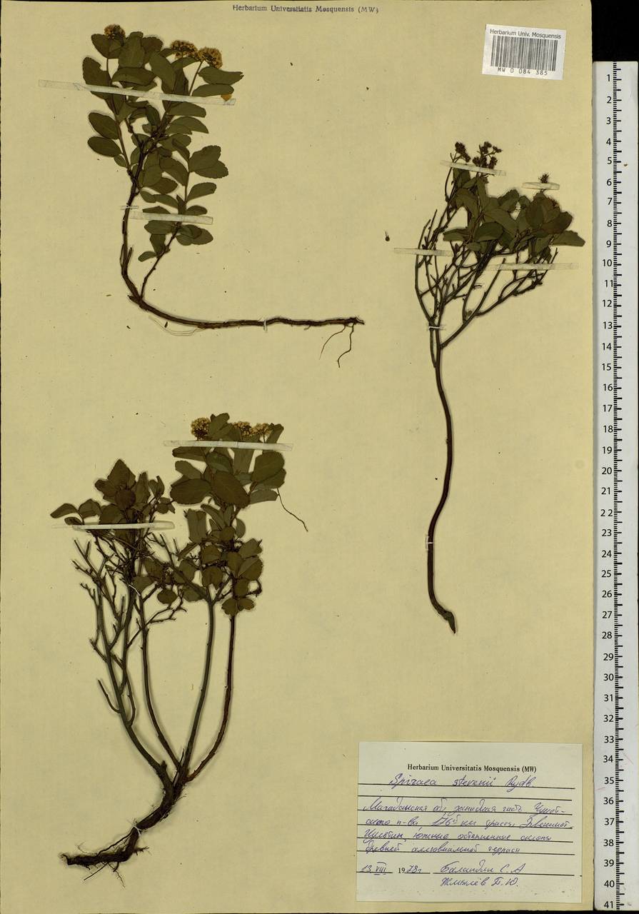 Spiraea betulifolia var. aemiliana (C. K. Schneid.) Koidz., Siberia, Chukotka & Kamchatka (S7) (Russia)