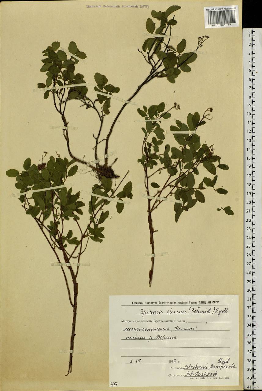 Spiraea betulifolia var. aemiliana (C. K. Schneid.) Koidz., Siberia, Chukotka & Kamchatka (S7) (Russia)