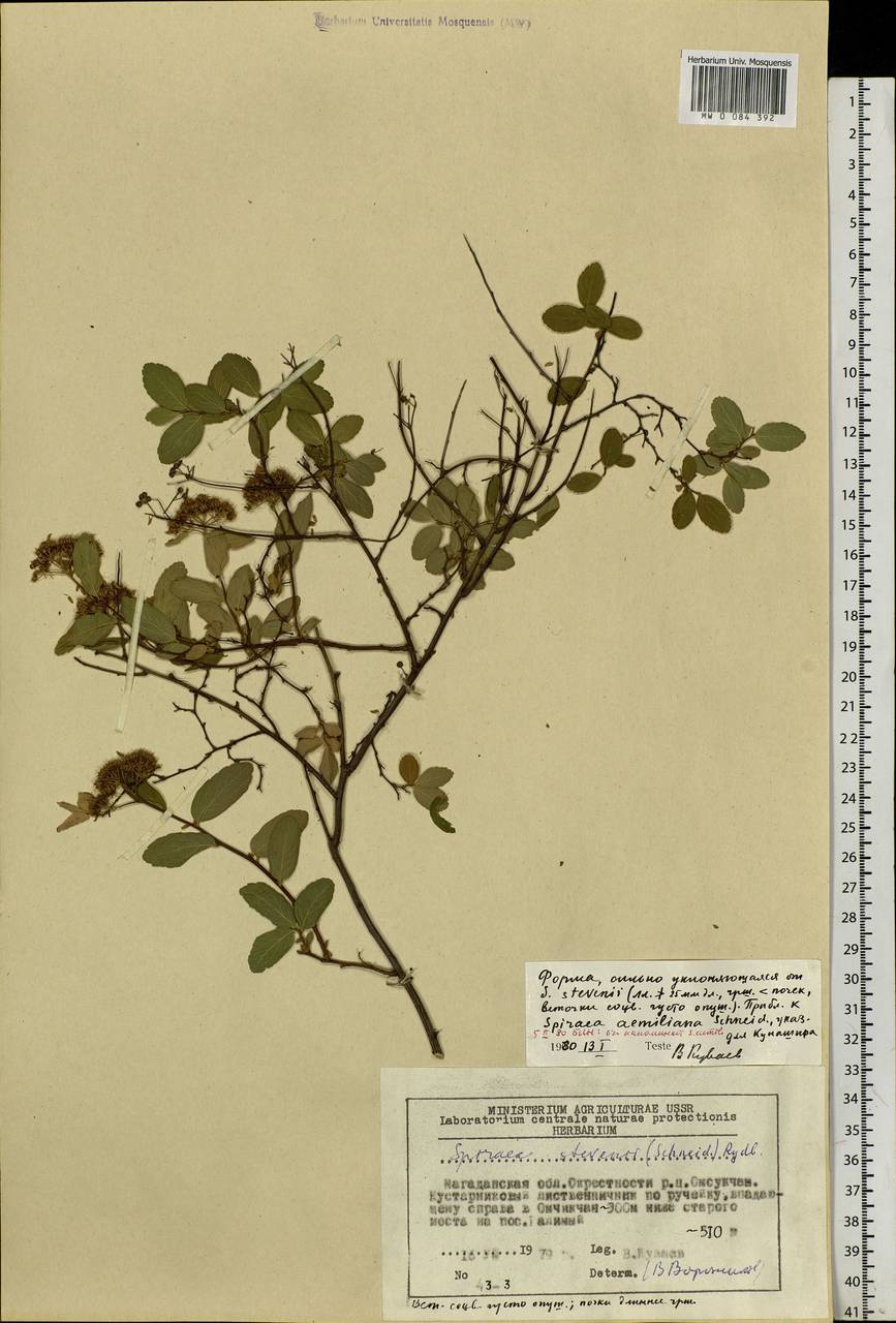 Spiraea betulifolia var. aemiliana (C. K. Schneid.) Koidz., Siberia, Chukotka & Kamchatka (S7) (Russia)