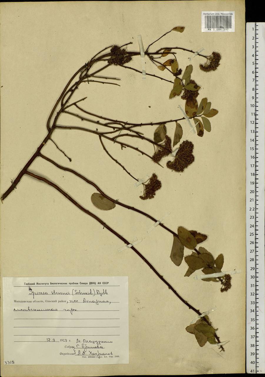 Spiraea stevenii (C. K. Schneid.) Rydb., Siberia, Chukotka & Kamchatka (S7) (Russia)