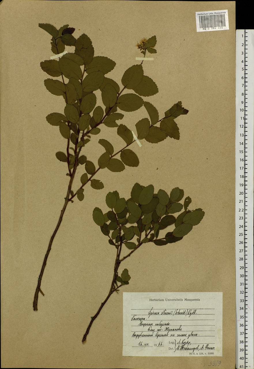 Spiraea betulifolia var. aemiliana (C. K. Schneid.) Koidz., Siberia, Chukotka & Kamchatka (S7) (Russia)