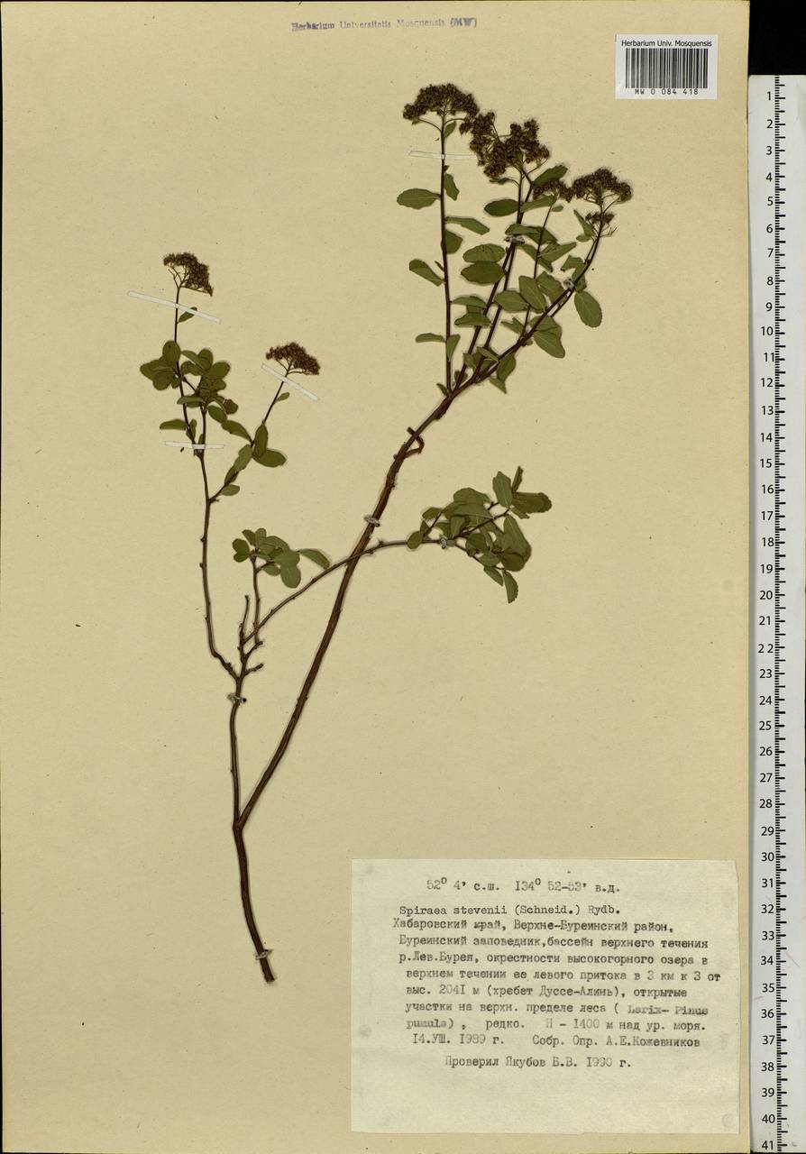 Spiraea betulifolia var. aemiliana (C. K. Schneid.) Koidz., Siberia, Russian Far East (S6) (Russia)