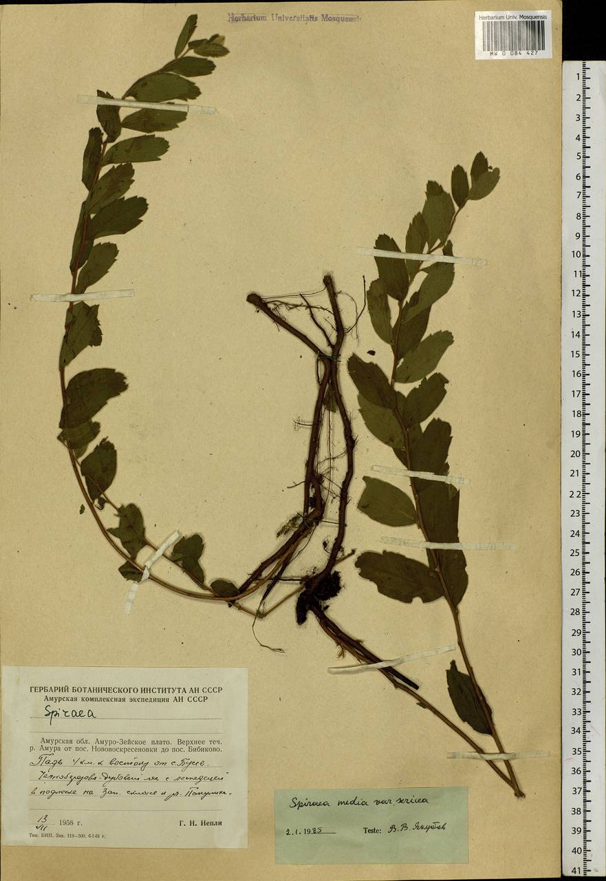 Spiraea media var. sericea (Turcz.) Maxim., Siberia, Russian Far East (S6) (Russia)