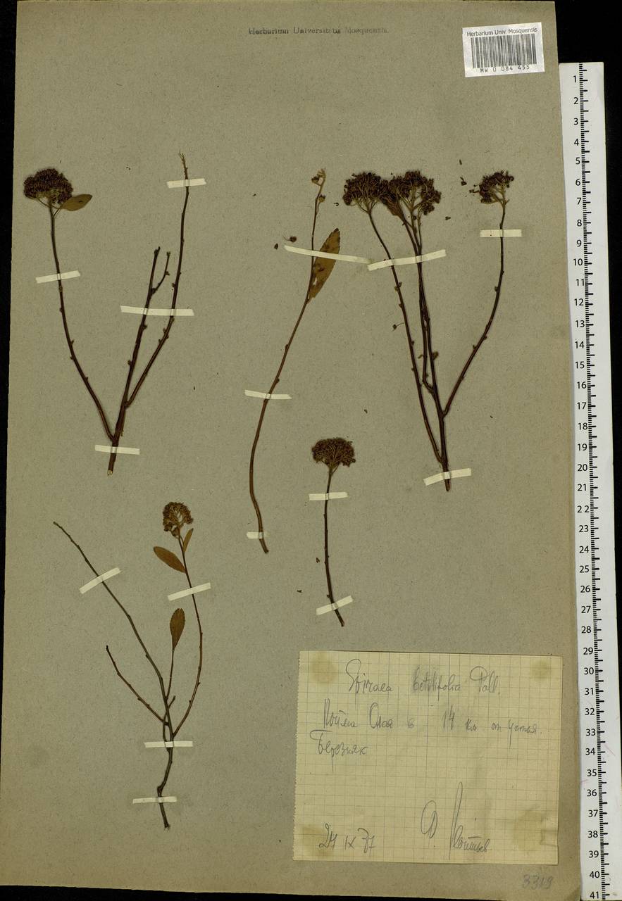 Spiraea salicifolia L., Siberia, Chukotka & Kamchatka (S7) (Russia)