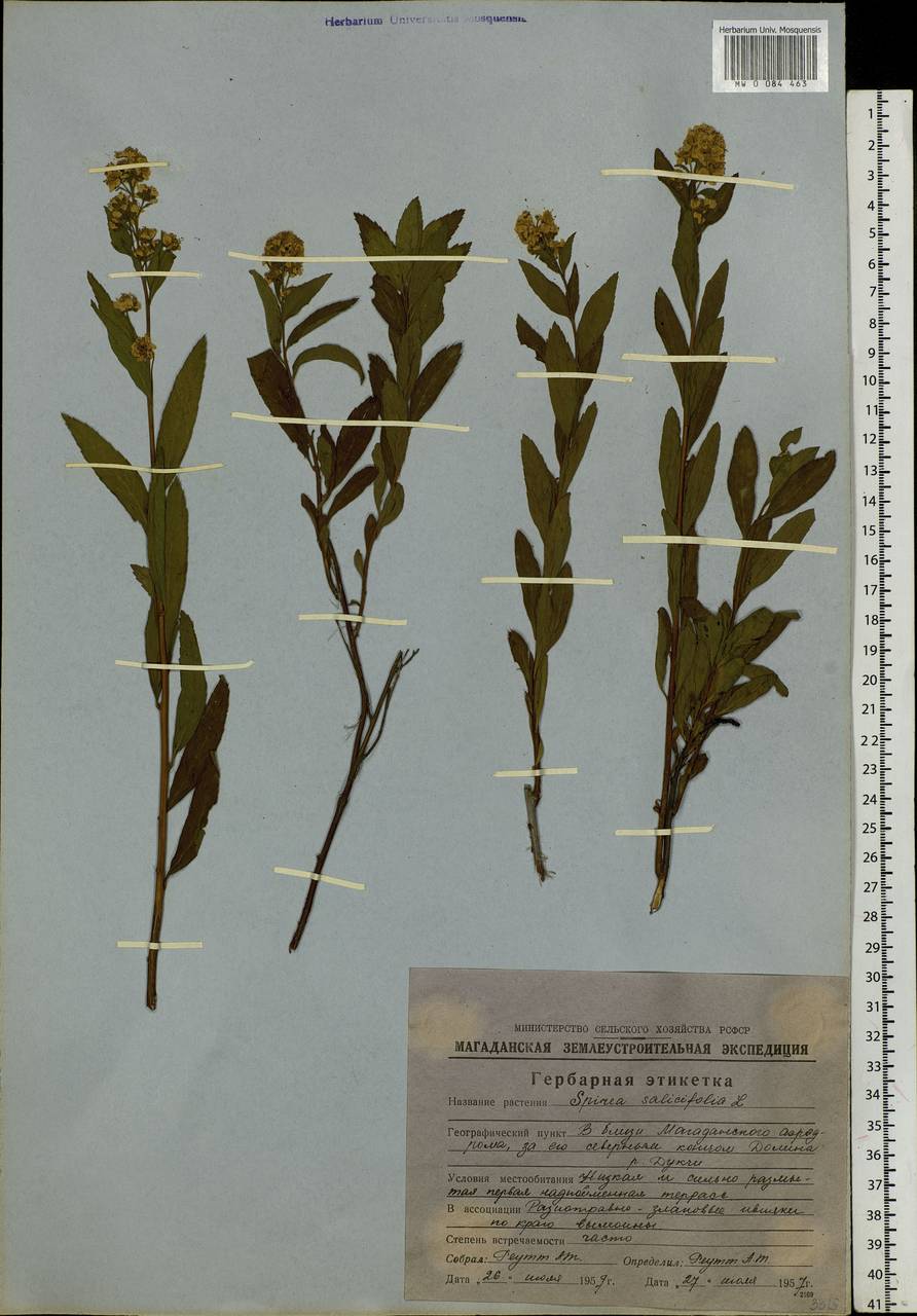 Spiraea salicifolia L., Siberia, Chukotka & Kamchatka (S7) (Russia)
