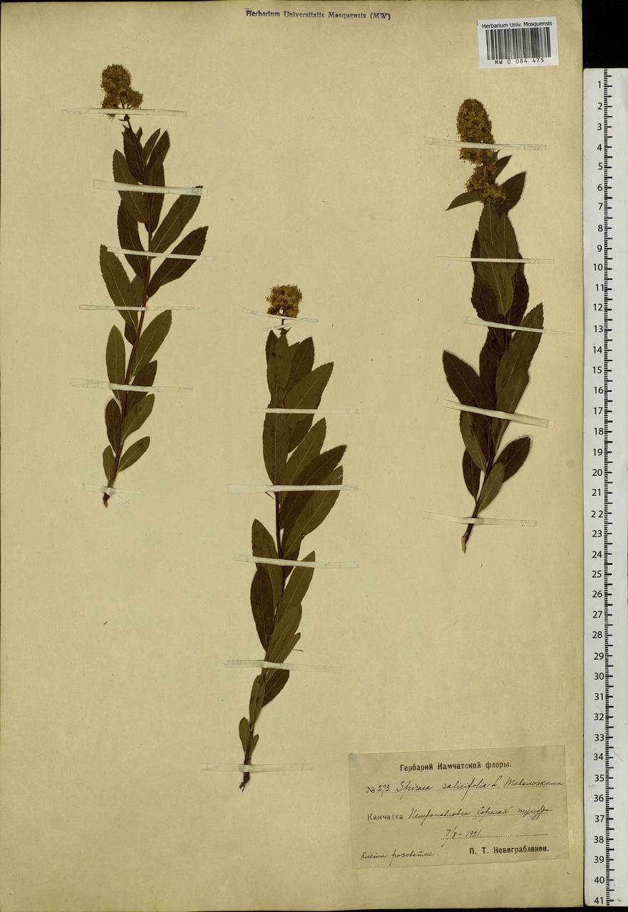 Spiraea salicifolia L., Siberia, Chukotka & Kamchatka (S7) (Russia)