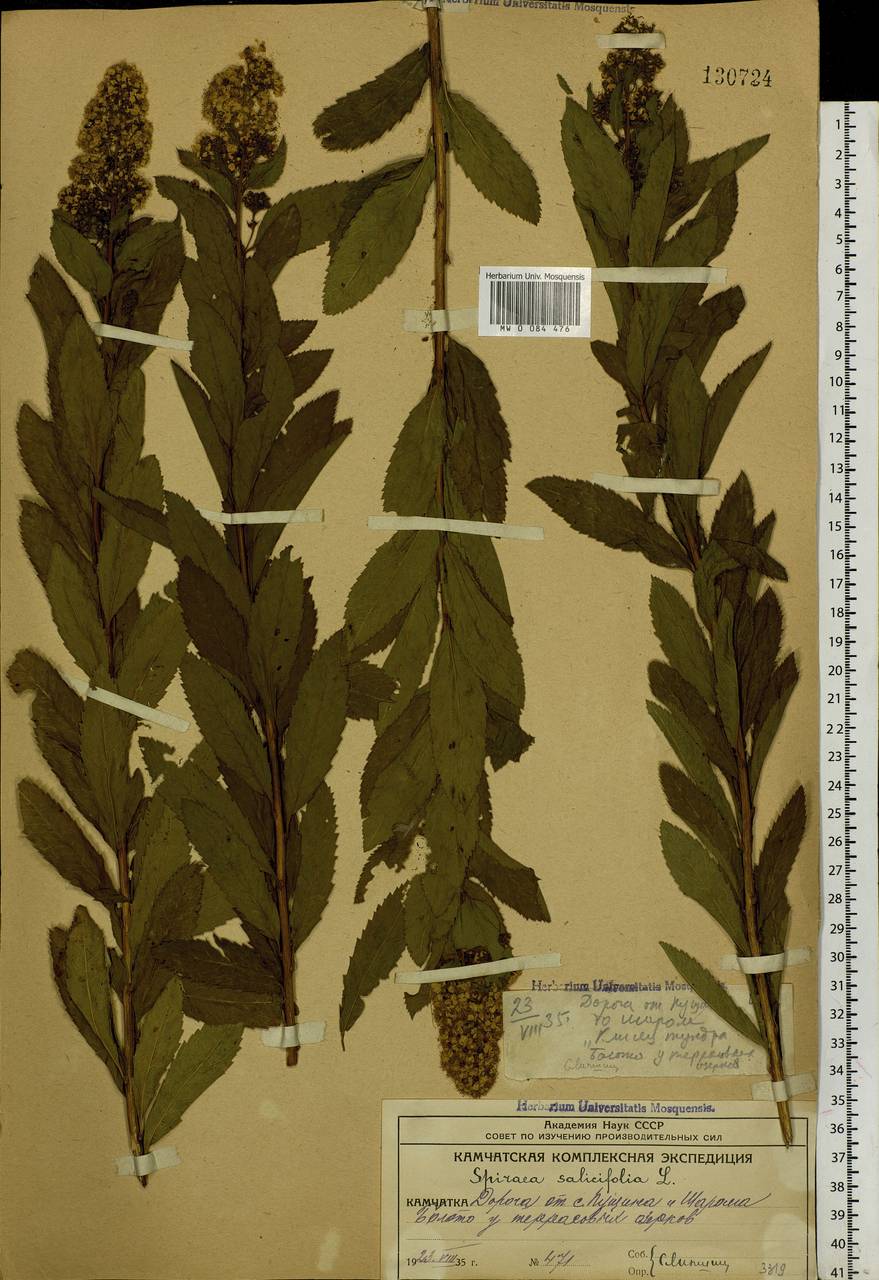 Spiraea salicifolia L., Siberia, Chukotka & Kamchatka (S7) (Russia)