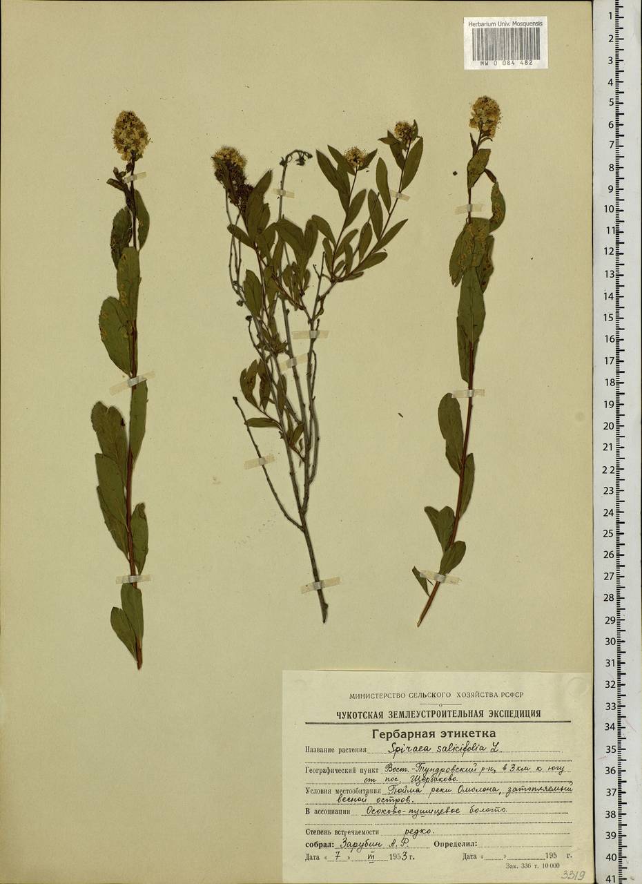 Spiraea salicifolia L., Siberia, Chukotka & Kamchatka (S7) (Russia)