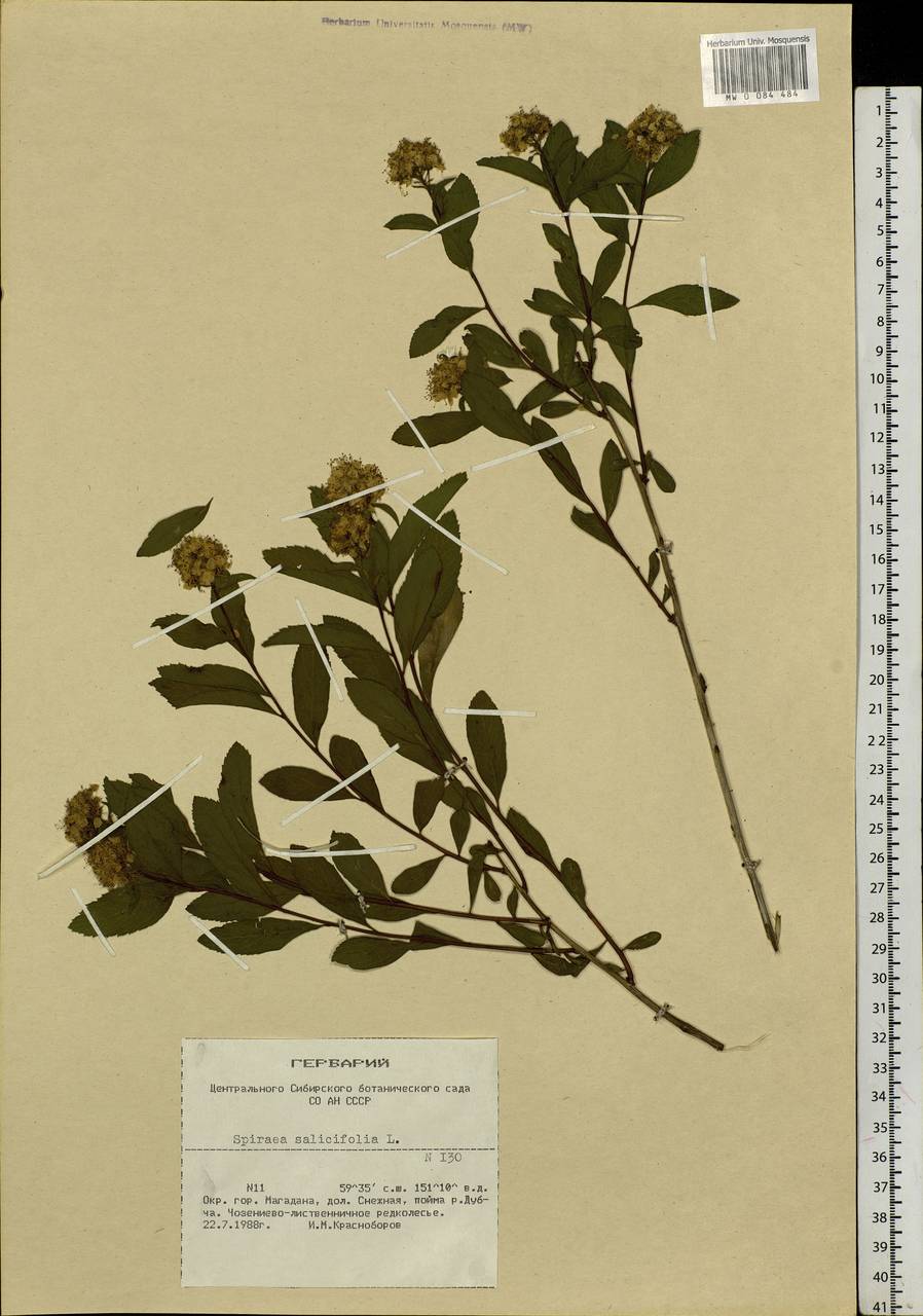 Spiraea salicifolia L., Siberia, Chukotka & Kamchatka (S7) (Russia)