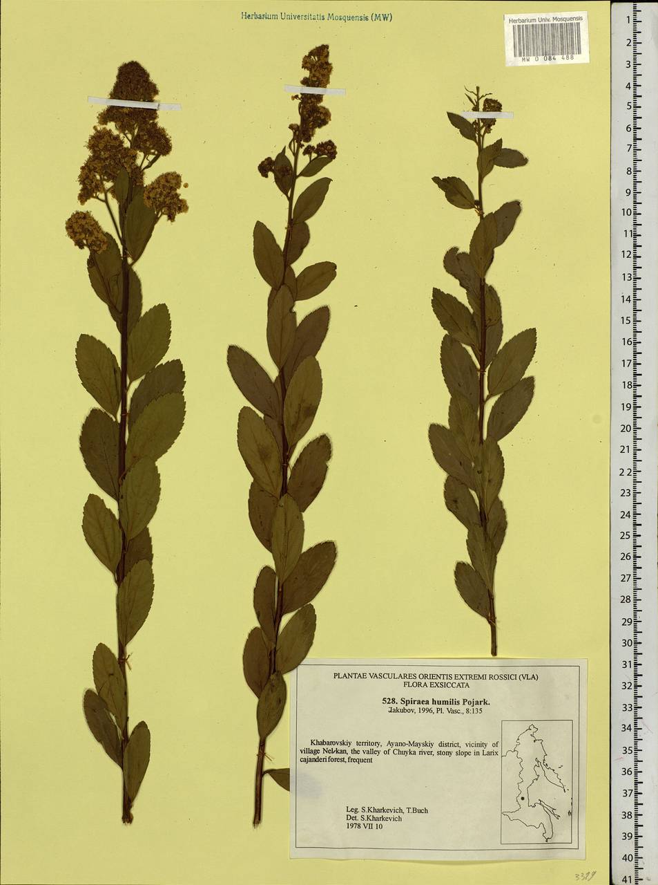 Spiraea salicifolia L., Siberia, Russian Far East (S6) (Russia)