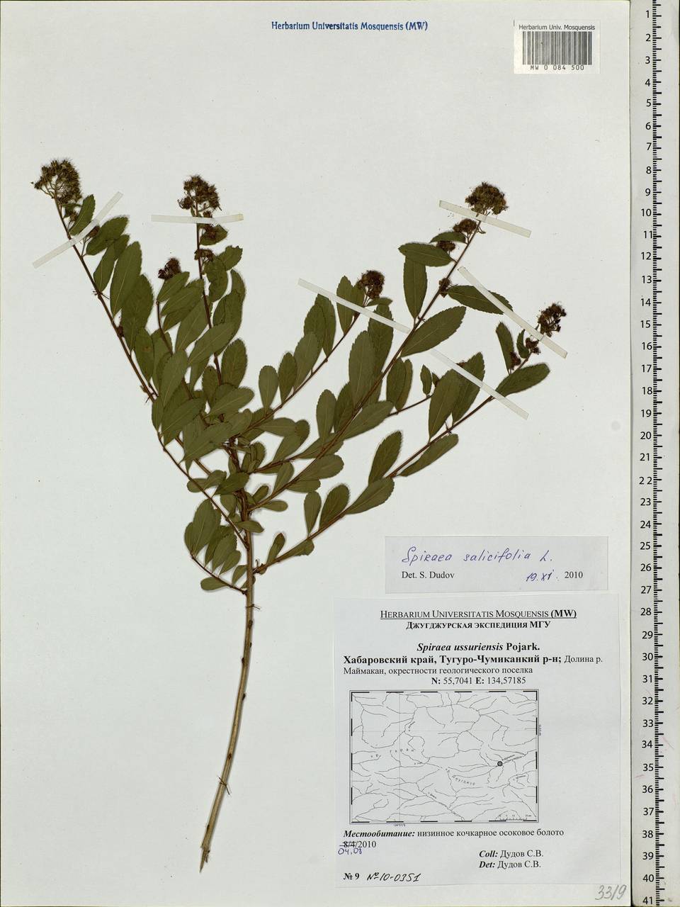 Spiraea salicifolia L., Siberia, Russian Far East (S6) (Russia)