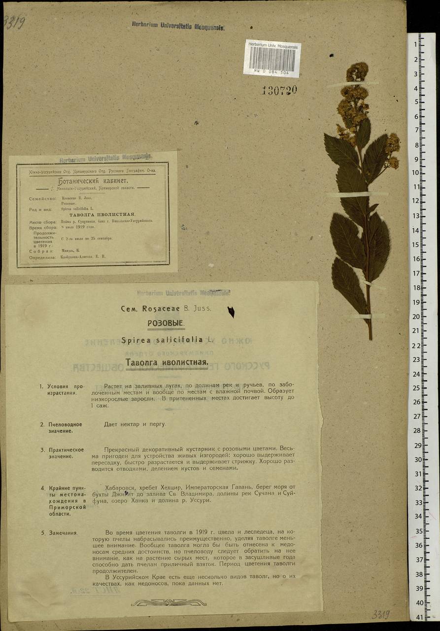 Spiraea salicifolia L., Siberia, Russian Far East (S6) (Russia)