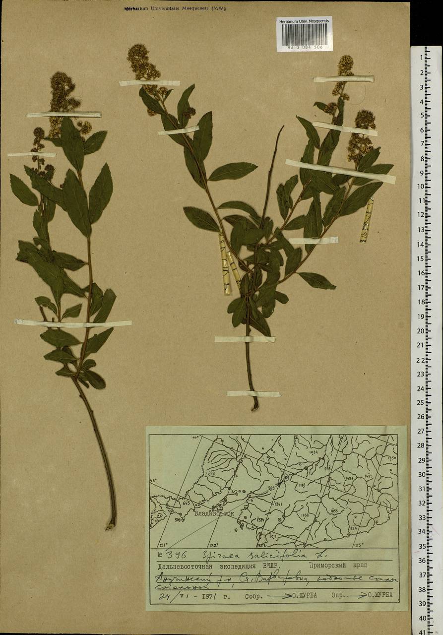 Spiraea salicifolia L., Siberia, Russian Far East (S6) (Russia)