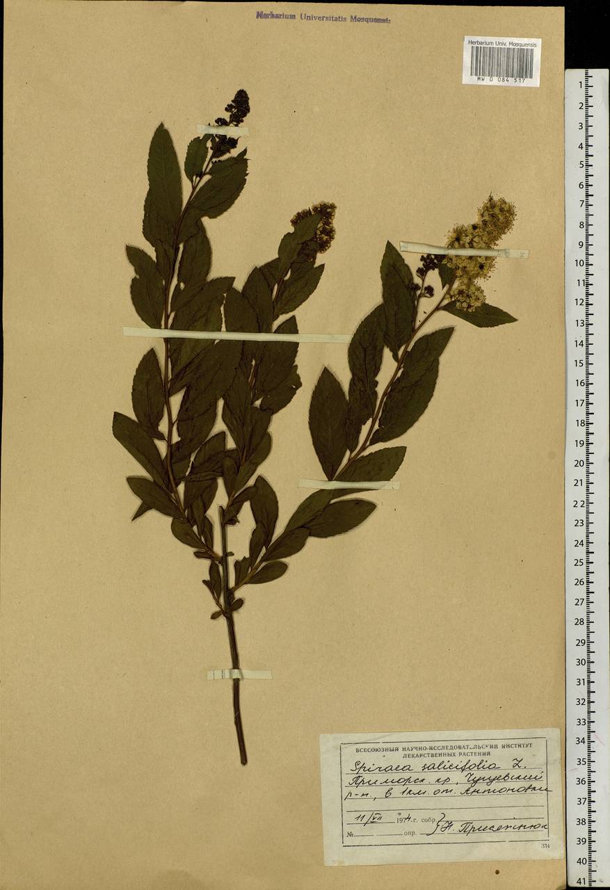 Spiraea salicifolia L., Siberia, Russian Far East (S6) (Russia)