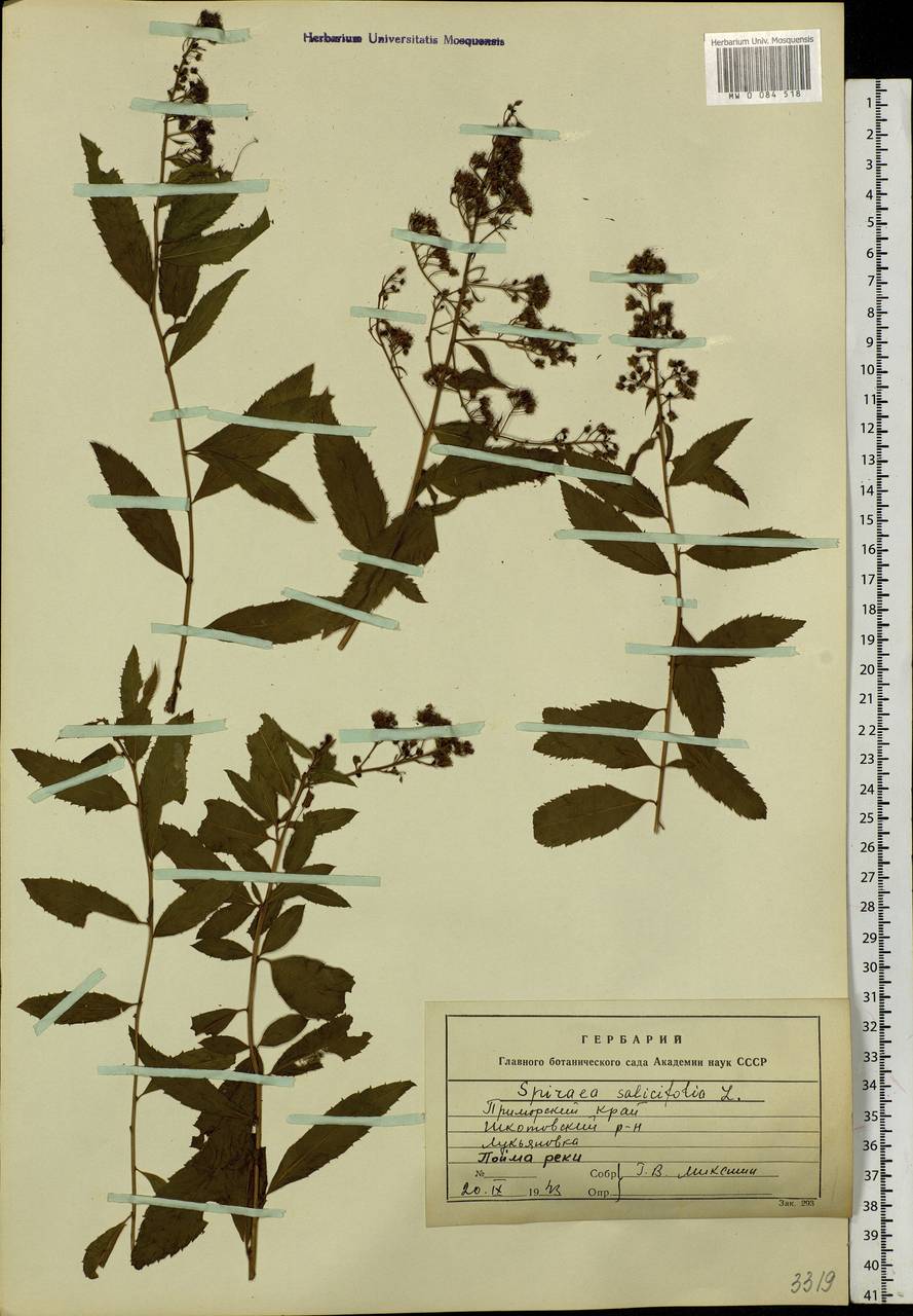 Spiraea salicifolia L., Siberia, Russian Far East (S6) (Russia)