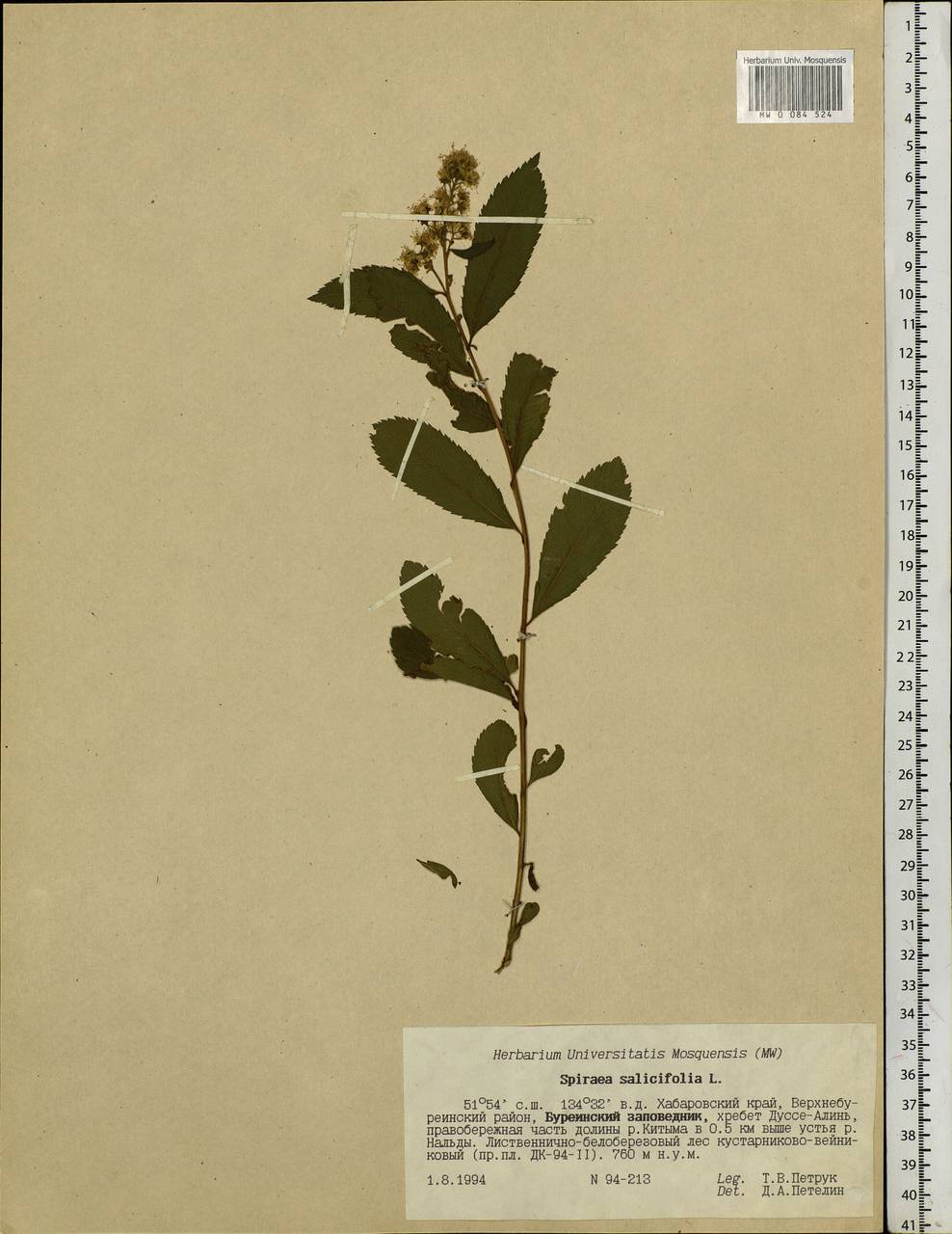 Spiraea salicifolia L., Siberia, Russian Far East (S6) (Russia)