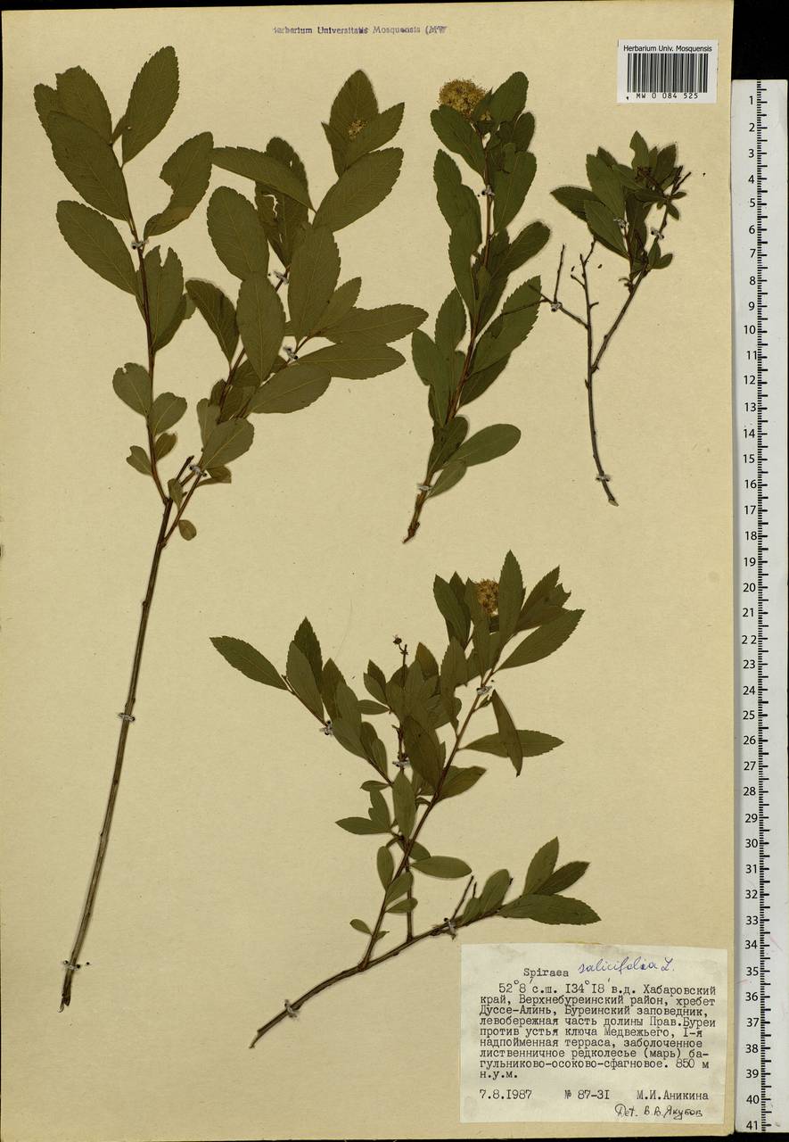 Spiraea salicifolia L., Siberia, Russian Far East (S6) (Russia)