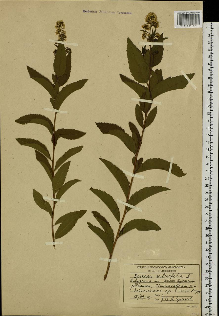 Spiraea salicifolia L., Siberia, Russian Far East (S6) (Russia)