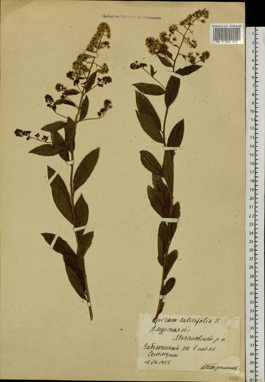 Spiraea salicifolia L., Siberia, Russian Far East (S6) (Russia)