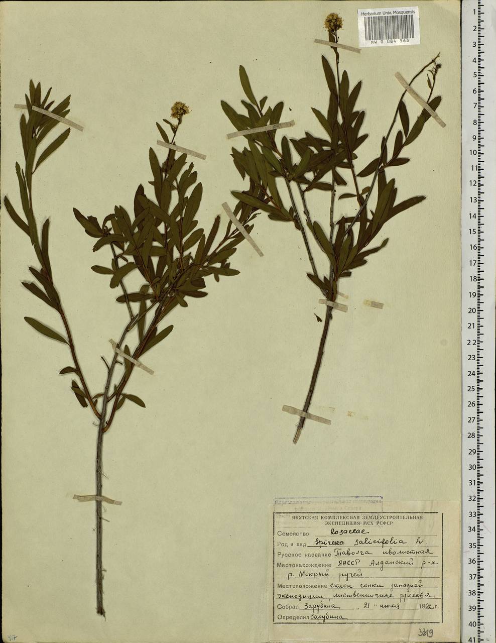 Spiraea salicifolia L., Siberia, Yakutia (S5) (Russia)