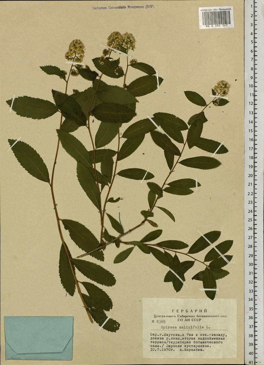 Spiraea salicifolia L., Siberia, Yakutia (S5) (Russia)
